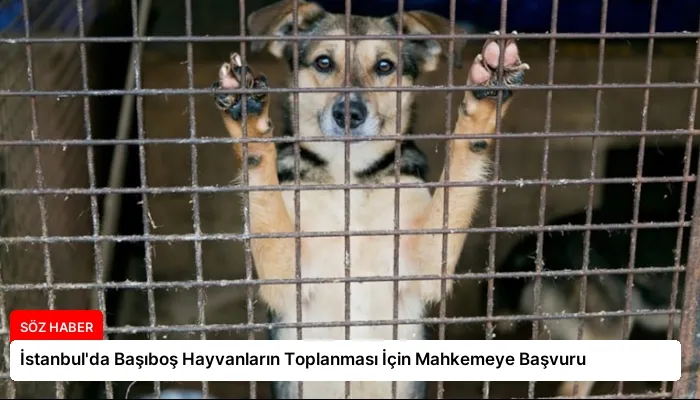 İstanbul’da Başıboş Hayvanların Toplanması İçin Mahkemeye Başvuru