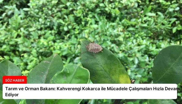 Tarım ve Orman Bakanı: Kahverengi Kokarca ile Mücadele Çalışmaları Hızla Devam Ediyor
