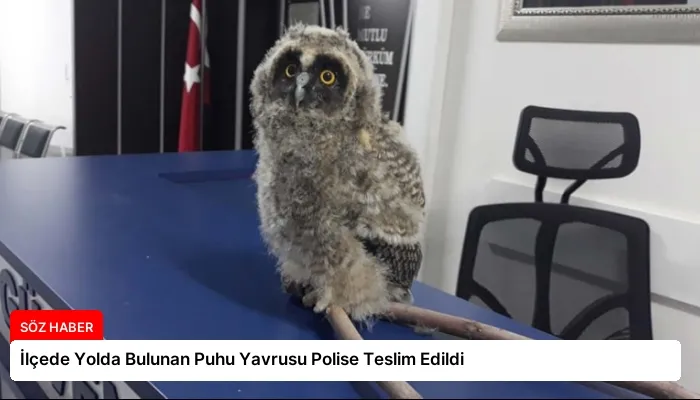 İlçede Yolda Bulunan Puhu Yavrusu Polise Teslim Edildi