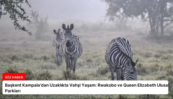 Başkent Kampala’dan Uzaklıkta Vahşi Yaşam: Rwakobo ve Queen Elizabeth Ulusal Parkları