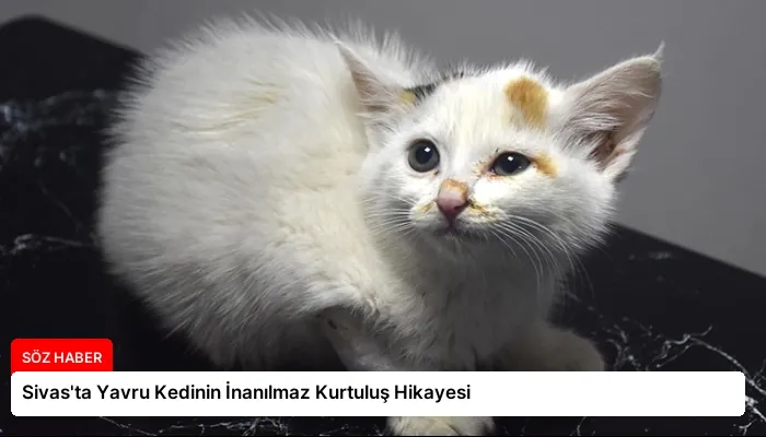 Sivas’ta Yavru Kedinin İnanılmaz Kurtuluş Hikayesi