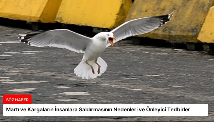Martı ve Kargaların İnsanlara Saldırmasının Nedenleri ve Önleyici Tedbirler