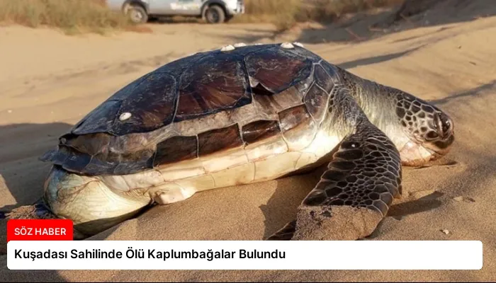 Kuşadası Sahilinde Ölü Kaplumbağalar Bulundu