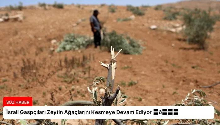 İsrail Gaspçıları Zeytin Ağaçlarını Kesmeye Devam Ediyor ⏬👇