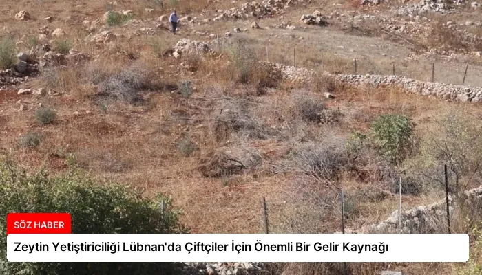Zeytin Yetiştiriciliği Lübnan’da Çiftçiler İçin Önemli Bir Gelir Kaynağı