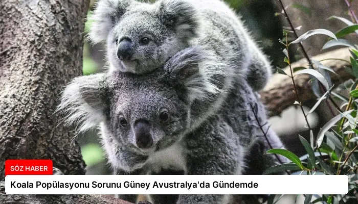 Koala Popülasyonu Sorunu Güney Avustralya’da Gündemde