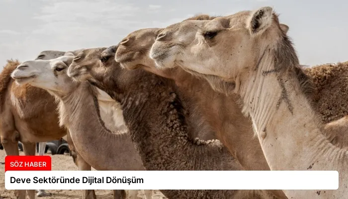 Deve Sektöründe Dijital Dönüşüm