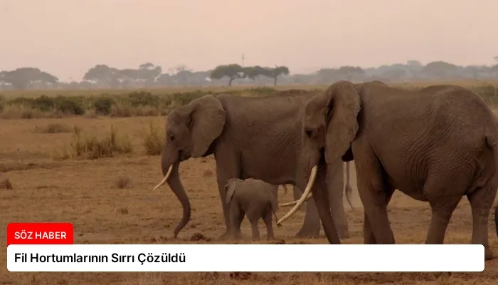Fil Hortumlarının Sırrı Çözüldü