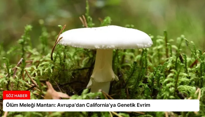 Ölüm Meleği Mantarı: Avrupa’dan California’ya Genetik Evrim