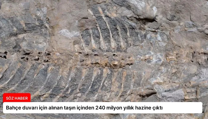 Bahçe duvarı için alınan taşın içinden 240 milyon yıllık hazine çıktı