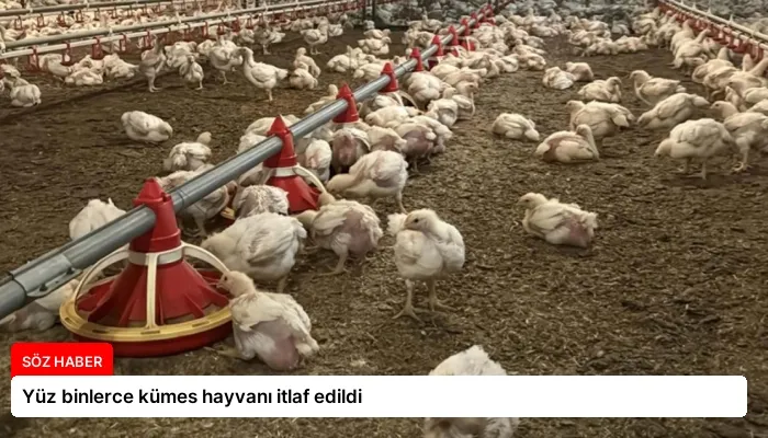 Yüz binlerce kümes hayvanı itlaf edildi